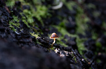 small mushroom growing from a fallen tree in the dolomites