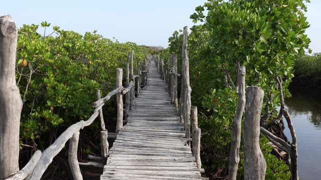 Wood deck in the Mangrove, Lamu County, Lamu, Kenya