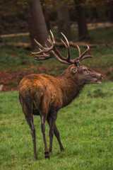 Wilde Tiere