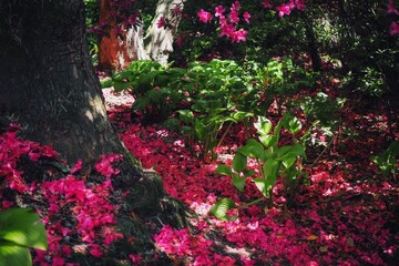 flowers in the garden
