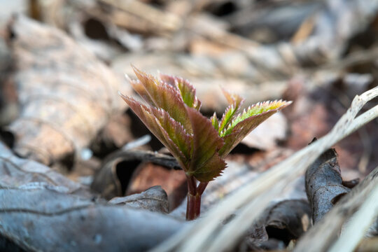 Spring attack. Seedling, a young plant sprouted and spread its leaves among the spring forest