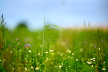 Blühstreifen im Sommer