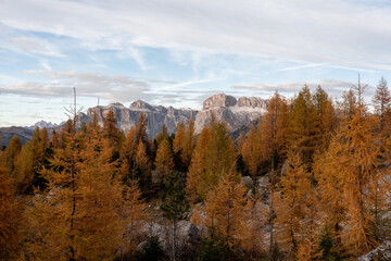Golden larch trees in fall foliage on an October evening in Val di Fassa