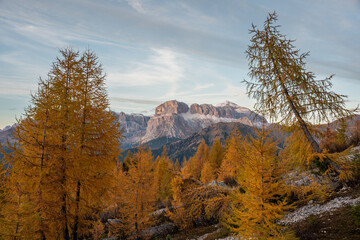 Autumn landscape in the dolomites with larch trees, blue skies, rugged mountains