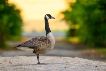Kanadagans im Sonnenuntergang auf einer Allee