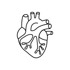 illustration of a  human heart