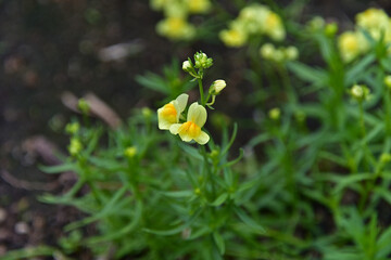 和名ではホソバウンランと呼ばれる品種のリナリア