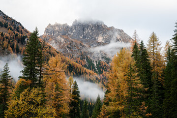 Misty mountain landscape framed by trees in the Dolomite Alps