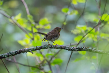 A young European robin (Erithacus rubecula) in the depths of a spruce forest. This bird needs dark mixed and spruce forests as a habitat