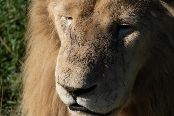 Lion, Africa, Close-up - A majestic white lion with a mud-caked face stares intently into the camera.