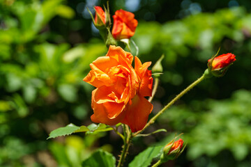 Close-up bright orange beautiful roses Westerland with green leaves background.  Lyric motif for design. Flower rose landscape, fresh wallpaper, nature background concept