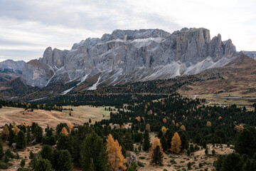 Fototapeta premium Alpine valley filled with pine forest and golden larches