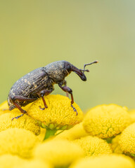 Szeliniak sosnowy Hylobius abietis