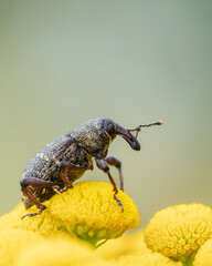 Szeliniak sosnowy Hylobius abietis