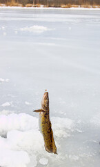 Ice fishing. Fishing Eelpout (Lota lota) in late winter on the northern rivers. Fishing line for bottom fishing (leger rig)