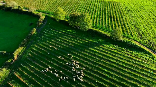 Aerial view Domestic sheeps grazing in the Bordeaux vineyards at sunrise, France, High quality 4k footage