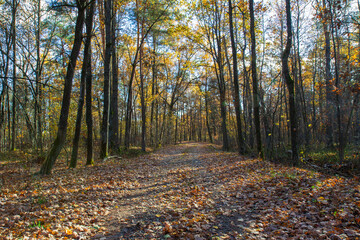 A road covered with leaves in the autumn forest