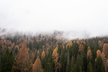 Orange and yellow larches mixed with pines below clouds in the Dolomites