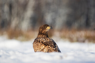 White tailed eagle in the snow on a sunny day