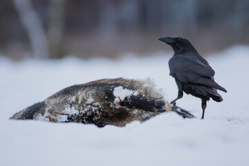 A raven feeding on a dead boar