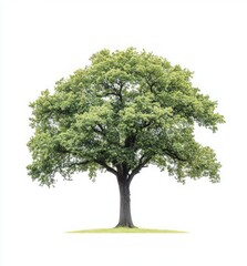 Fototapeta premium Majestic Green Tree in Nature's Embrace