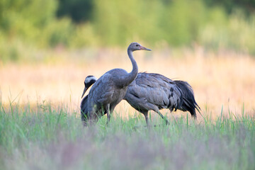 Two cranes pass each other in the meadow