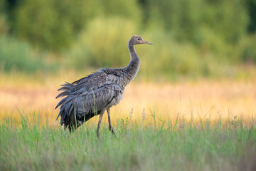 A ruffled young crane in a summer meadow