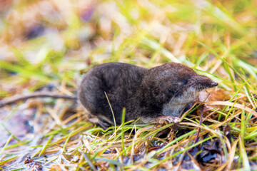 Eurasian water shrew (Neomys fodiens) on the edge of a pond in search of a sexual partner (spring daytime activity)