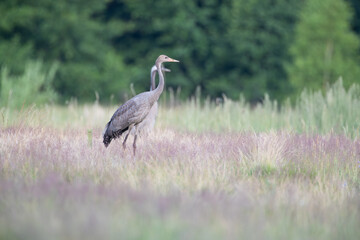 A young crane standing in a meadow
