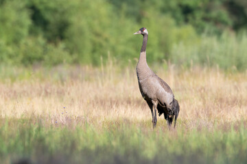 Landscape with a crane in a summer meadow