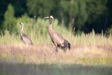Two cranes in a meadow on a sunny summer day