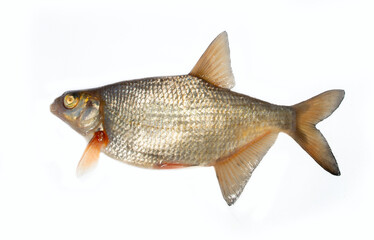 Silver bream (Blicca bjoerkna) portrait isolated on a white background. A female specimen during the spawning period. North-eastern Europe. South of Lake Ladoga