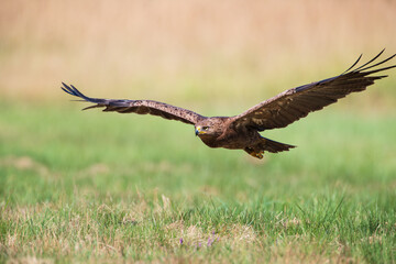 Lesser spotted eagle flying low over a meadow on a summer day