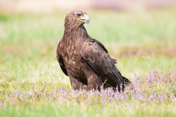 Close-up of a large bird of prey in the heather