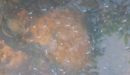 Flock of Common pond skater (Gerris lacustris) in the river backwater