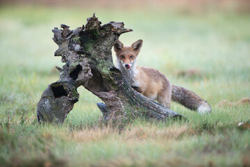 A fox licking itself behind an old tree stump