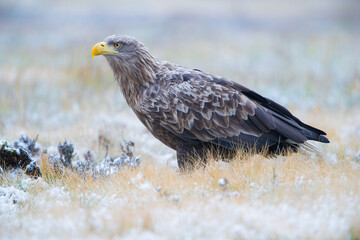Adult white-tailed eagle in a winter meadow