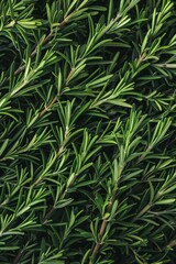 Fototapeta premium Fresh rosemary twig texture background, green rosemary sprig pattern, seasoning twigs banner