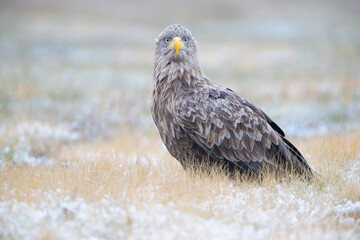 An eagle looking into the camera