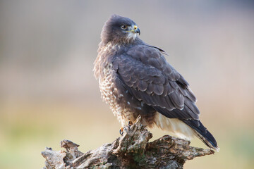 A buzzard in warm colors sitting on a tree stump
