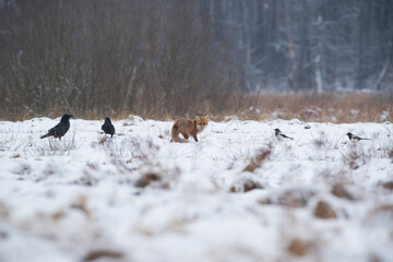 A fox, two ravens and two magpies on a snow-covered meadow