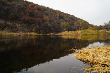 Dry grass in the pond. A mountainous area with different vegetation.