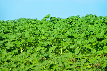 A field with young sunflower. Strong stems and rough fleshy leaves