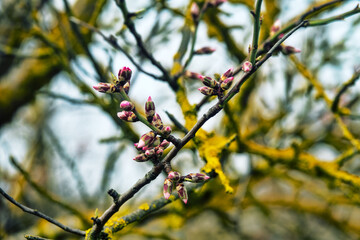 Early spring. The beginning of flowering of primroses and wild almond trees (Prunus dulcis). Flower buds opened, the first pink flower