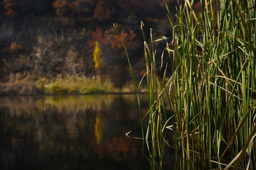 Green grass along the pond. A mountainous area with different vegetation.