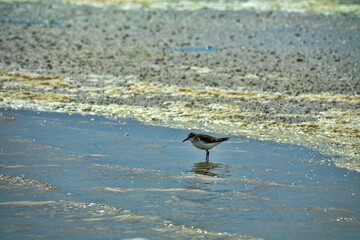 The migrating little stint (Calidris minuta, Ereunetes minutus) feeds on the sandy-shell shallow waters of the salt lake. Early spring (winter) plumage