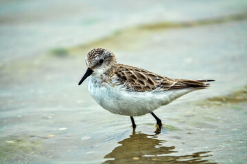 The migrating little stint (Calidris minuta, Ereunetes minutus) feeds on the sandy-shell shallow waters of the salt lake. Early spring (winter) plumage