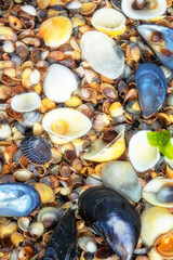 Memory of sea. Beautiful seashells on shell beach near surf. Winter cold sea. Soft shell clam (Mya arenaria), anadara ((Scapharca inaequivalis), edible mussel (Mytilus edulis), Venus between Cardium