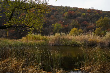 A tree by the pond shore. A mountainous area with different vegetation.
