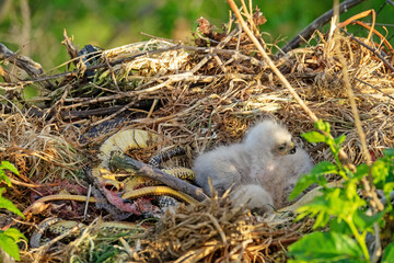 Long-legged buzzard (Buteo rufinus) nestlings are 5 days old, elder's eyes are open. Parents brought Balkan snake (Coluber jugularis) as food, feed chicks by tearing off small pieces of snake muscles